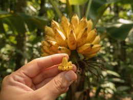 explorez l'origine fascinante du nom nano banana et découvrez l'histoire unique derrière ce terme intriguant.